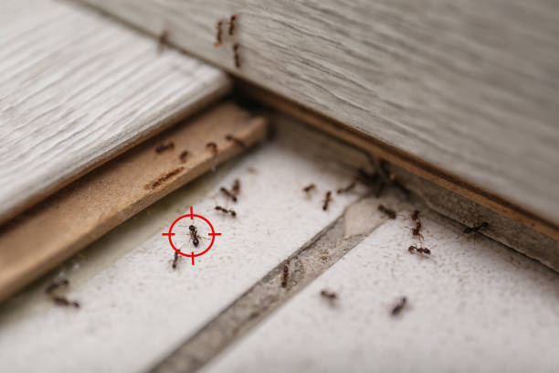 Best Local Pest Control Services  in Graysville, TN